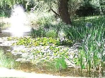 Arboretum pond