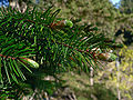 Image 27Pinaceae: needle-like leaves and vegetative buds of Coast Douglas fir (Pseudotsuga menziesii var. menziesii) (from Conifer)