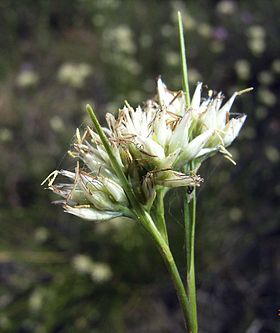 Rhynchospora alba