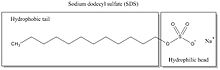 SDS has a long hydrophobic tail and a hydrophilic head, allowing it to separate proteins from biological membranes. However, it can also disrupt non-covalent bonds in the proteins, so it is a denaturing detergent.