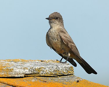 Say's phoebe, by Cephas