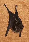 Brown bat