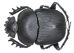 Scarabaeus ambiguus (sv).