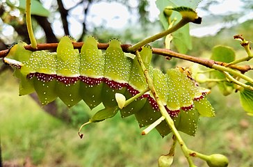 The likewise edible chipumi caterpillar of the speckled emperor moth, defoliating a sprig