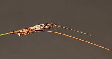 Flowering head