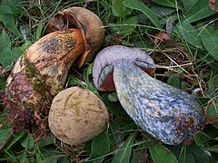 Le Bolet blafard (Suillellus luridus), au chapeau brunâtre, aux pores orangés et au bleuissement intense. Son pied est nettement réticulé.