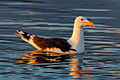 Great Black-backed Gull