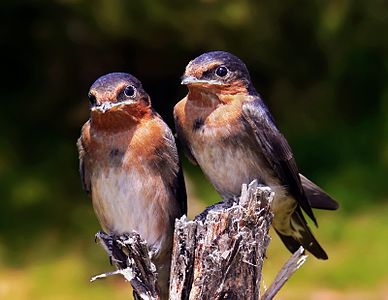 Welcome swallow, juveniles, by benjamint444