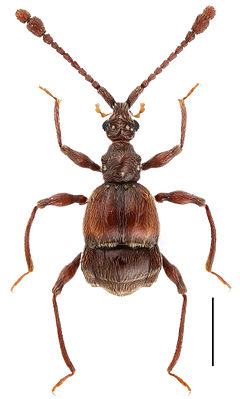 Taiwanophodes minor