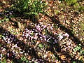 Cyclamen hederifolium clump