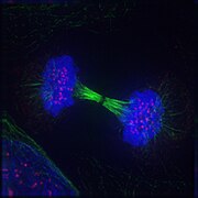 Telophase: Reversal of prophase and prometaphase events and thus completing the cell cycle.