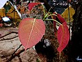 A Bodhi Tree leaf with a rainwater top on one