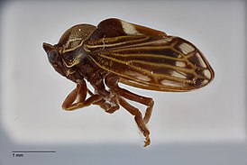 Aetalionidae