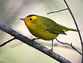 Wilson's Warbler