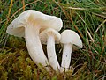 Cuphophyllus virgineus sin. Hygrocybe virginea