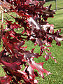 Autumn foliage, Ewing, New Jersey