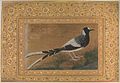 Spotted forktail by Abu al-Hasan (Mughal painter)