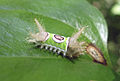 Larvae form of Acharia stimulea during a mid instar