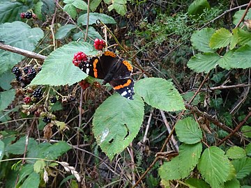Red admirale