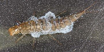 Larva attacked by fungus