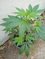 A young female Acapulco Gold plant (Mexican x Nepalese). Seed grown plant from seeds obtained from a cannabis seed bank.[45]