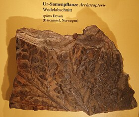 Folhas fossilizadas de Archaeopteris