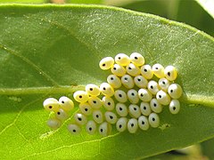 Automeris io (Saturniidae, Hemileucinae)