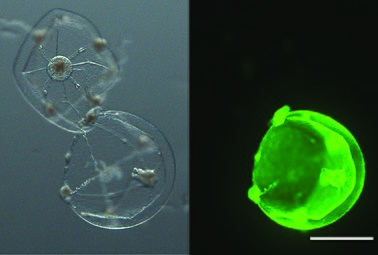 Observation au microscope de Clytia hemisphaerica