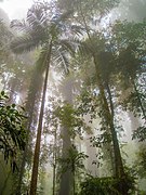 Dorrigo National Park, NSW.