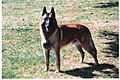 Pastor belga (malinois)