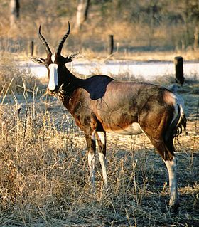 Bonteboque no Parque Nacional Etosha, Namíbia