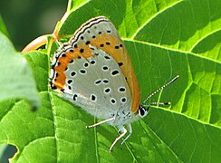 胡蘭灰蝶 Lycaena hyllus