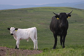 Cow with Vaynol calf in Scotland