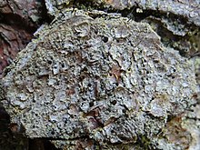 "Calicium salicinum" on "Pinus" in the Tatra Mountains in Poland