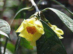 Description de l'image Camellia chrysantha.jpg.