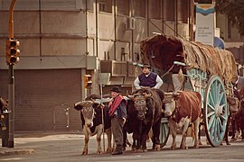 Каррета, традиционная арба аргентинских гаучо[21] в Буэнос-Айресе