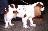 Rich chestnut markings on a white pearly coat