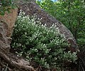 Ceanothus fendleri, ditto