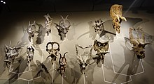 Horned dinosaur skulls mounted on a wall