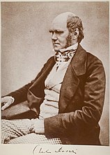 Three quarter length portrait showing Darwin's characteristic large forehead and bushy eyebrows with deep set eyes, pug nose and mouth set in a determined look. He is bald on top, with dark hair and long side whiskers but no beard or moustache. His jacket is dark, with very wide lapels, and his trousers are a light check pattern. His shirt has an upright wing collar, and his cravat is tucked into his waistcoat which is a light fine checked pattern.