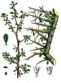 Commiphora myrrha (Nees) Engl.