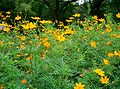 Cosmos sulphureus