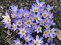 Crocus sieberi subsp. sublimis 'Tricolor'