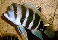 Pahkakirjoahven Cyphotilapia frontosa