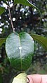 Feuille de Condylocarpon guyanense (face supérieure et latex)