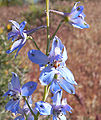 Delphinium parishii