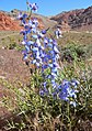 Delphinium parishii