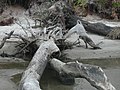 Image 19 Driftwood (from Marine fungi)