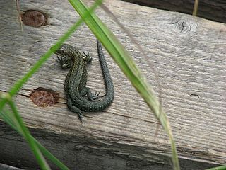 Waldeidechse (Zootoca vivipara) auf einem Holzsteg im Venn