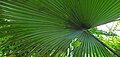 An Elephant Palm in the Tropical Dome